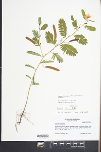 Chamaecrista fasciculata var. fasciculata image