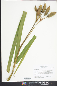 Iris versicolor image