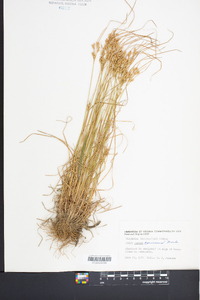 Juncus coriaceus image