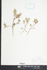 Ellisia nyctelea image