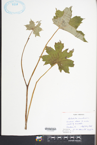 Hydrophyllum canadense image