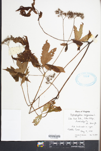 Hydrophyllum virginianum image