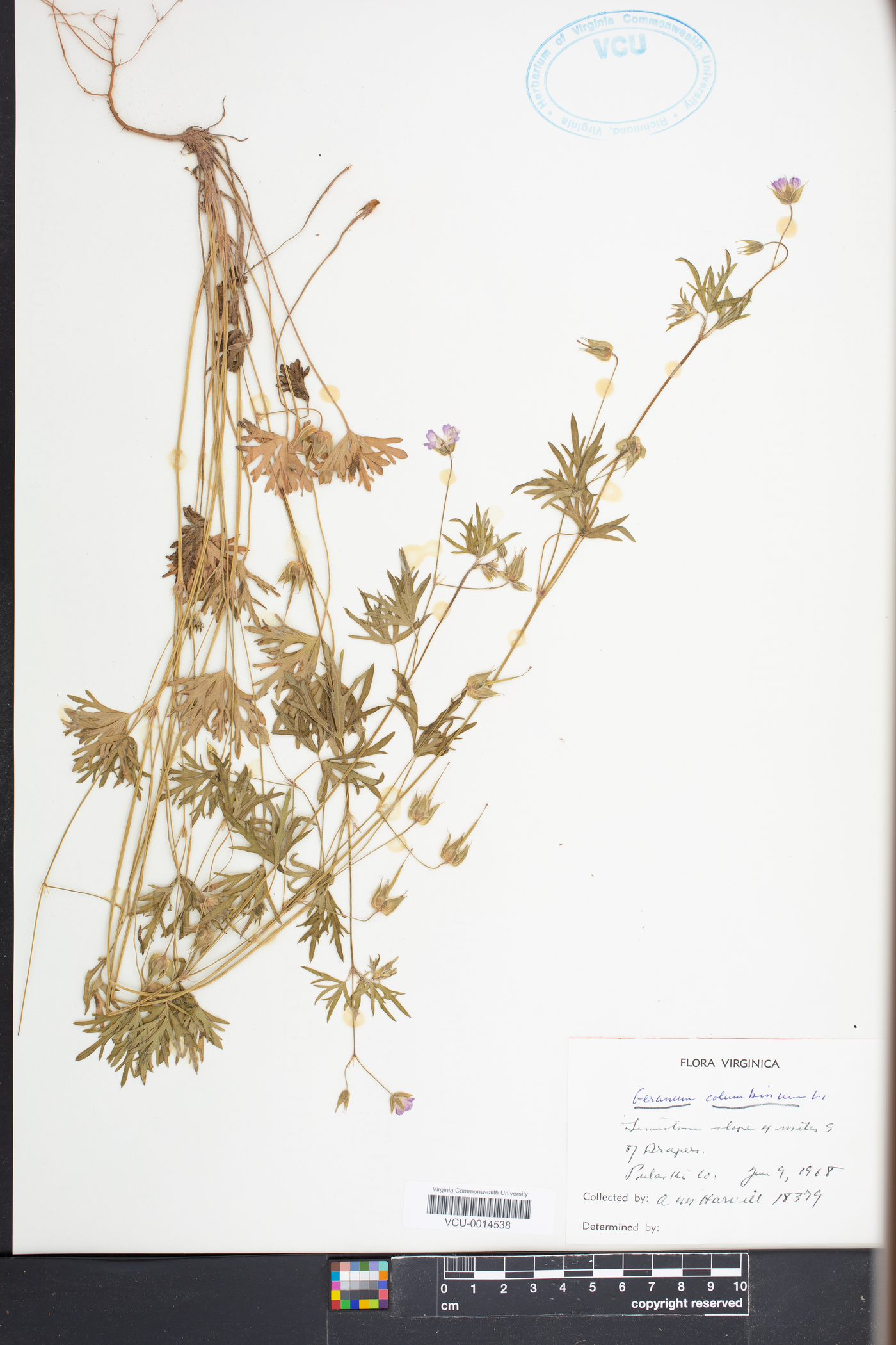 Geranium columbinum image