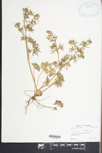 Geranium dissectum image