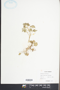 Geranium dissectum image