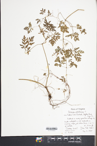 Geranium robertianum image