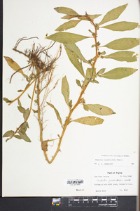 Hydrolea quadrivalvis image