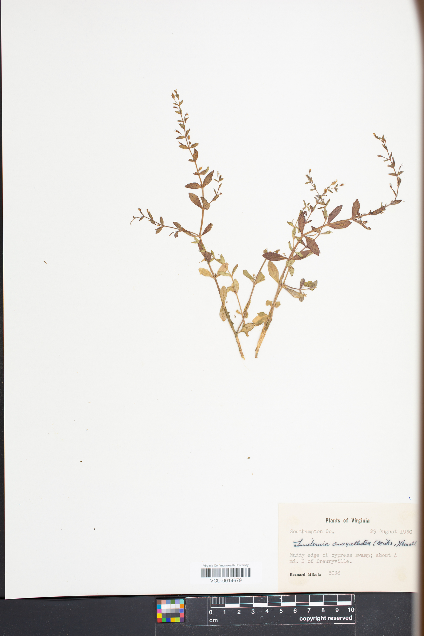 Lindernia dubia var. anagallidea image