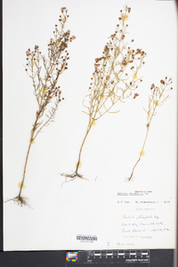 Agalinis obtusifolia image