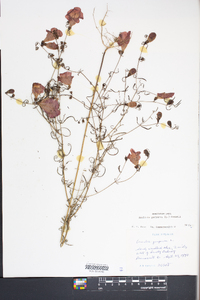 Agalinis purpurea image