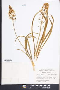 Camassia scilloides image