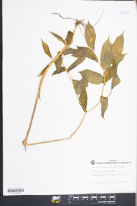 Disporum lanuginosum image