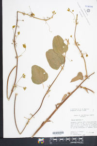 Smilax herbacea image