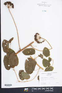 Smilax herbacea var. herbacea image