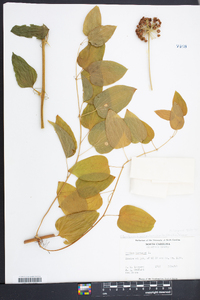 Smilax herbacea image