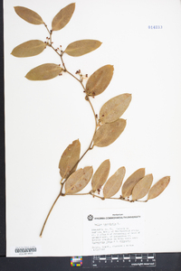 Smilax laurifolia image