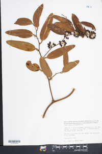 Smilax laurifolia image