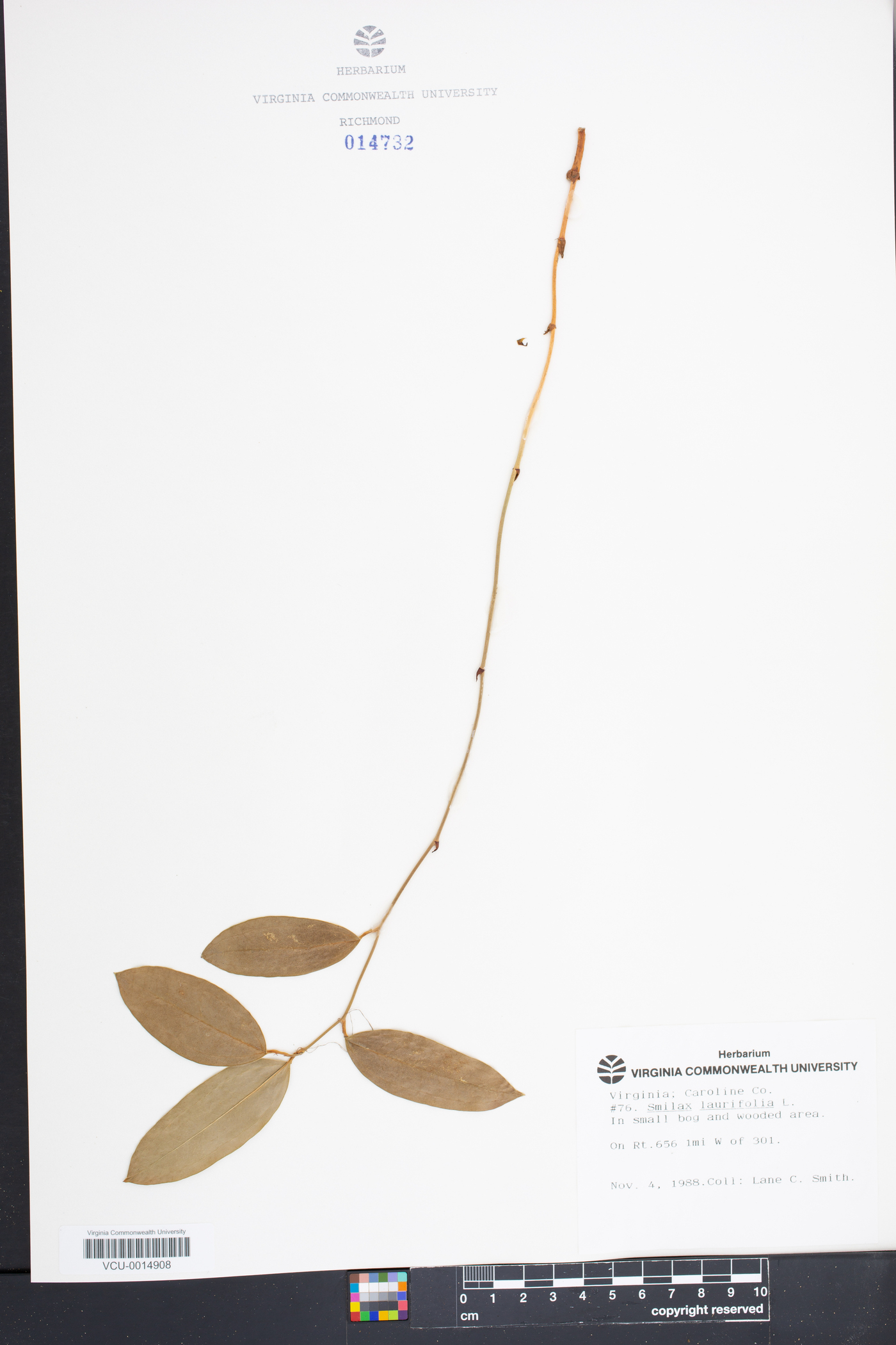 Smilax laurifolia image