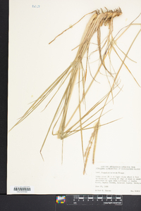 Paspalum notatum image