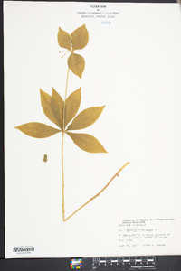 Medeola virginiana image