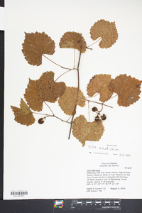 Vitis rotundifolia image