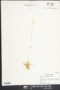 Eriocaulon lineare image