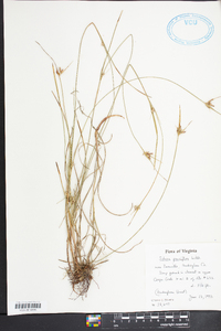 Scleria pauciflora image