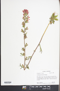 Castilleja coccinea image