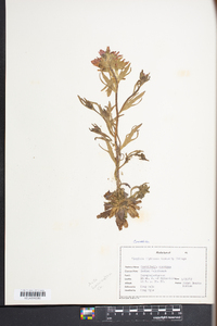 Castilleja coccinea image