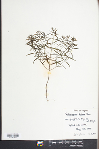 Melampyrum lineare image