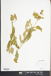 Mimulus alatus image