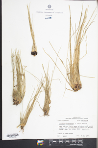 Isoëtes melanopoda image