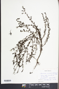 Seymeria cassioides image