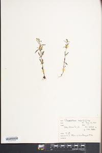 Chaenorhinum minus image