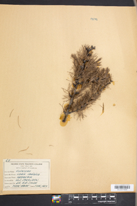 Larix laricina image