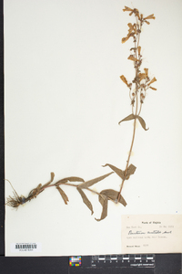 Penstemon australis image