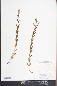 Mecardonia acuminata image