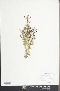 Mecardonia acuminata image