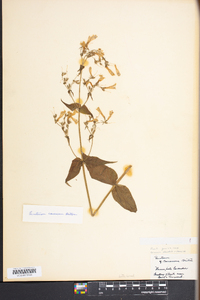 Penstemon canescens image