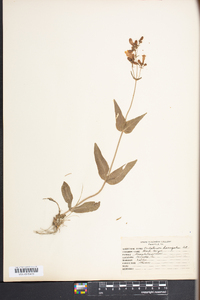 Penstemon laevigatus image