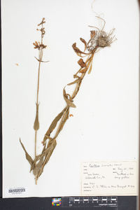 Penstemon laevigatus image