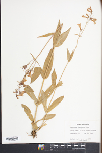 Penstemon laevigatus image