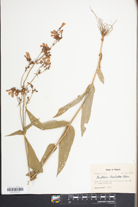 Penstemon laevigatus image