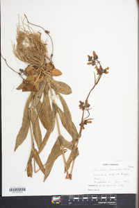 Penstemon laevigatus image