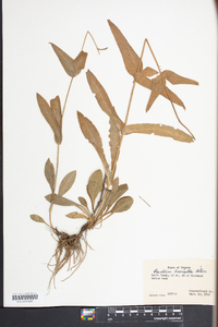 Penstemon laevigatus image