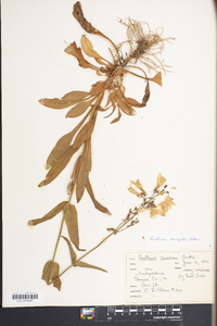 Penstemon laevigatus image