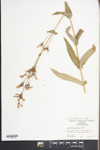 Penstemon laevigatus image