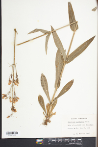 Penstemon laevigatus image