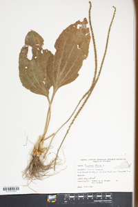 Plantago major image