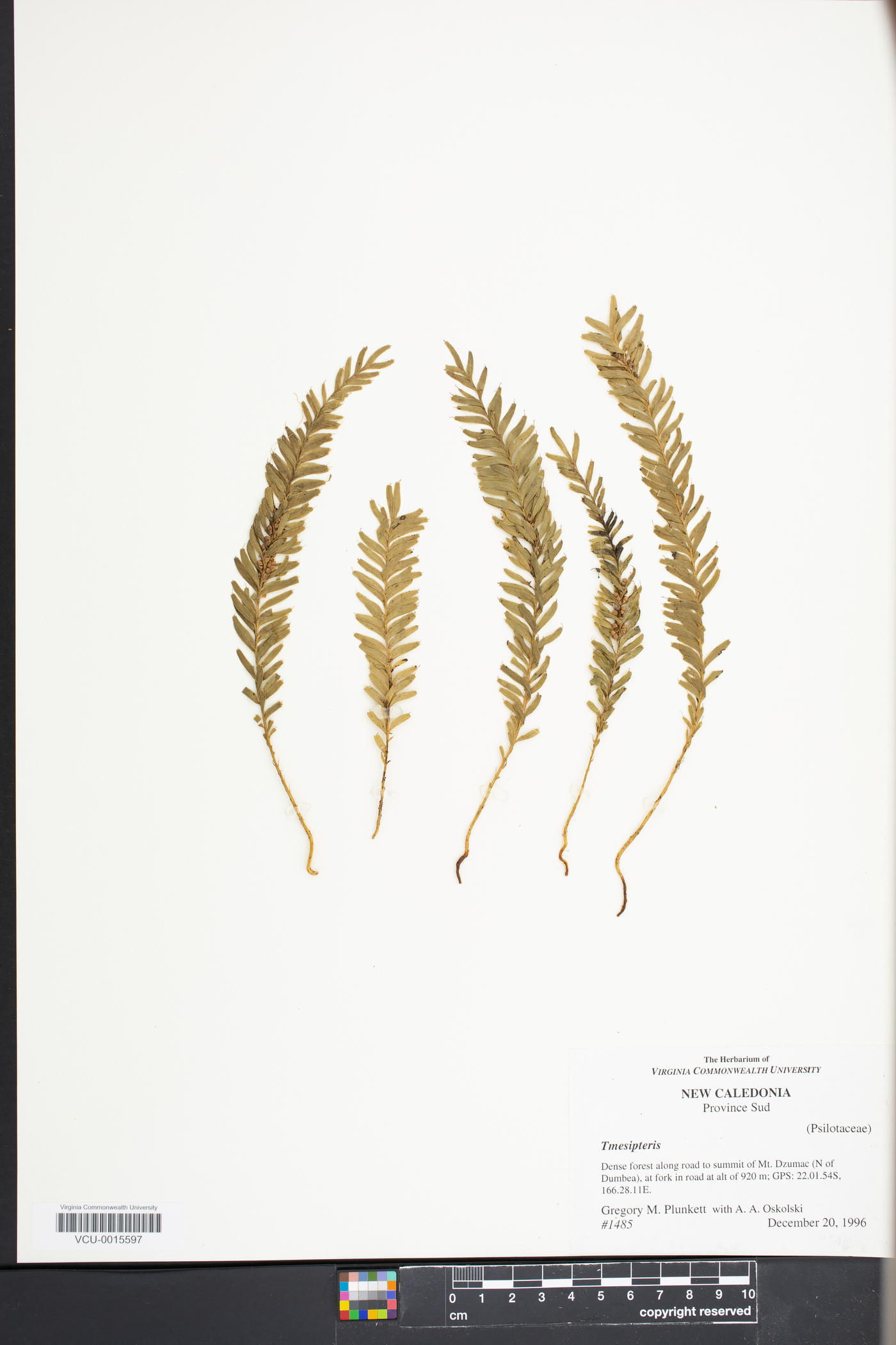 Tmesipteris image